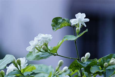 茉莉花 顏色|茉莉花：甜美花香中的女王